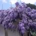Annet